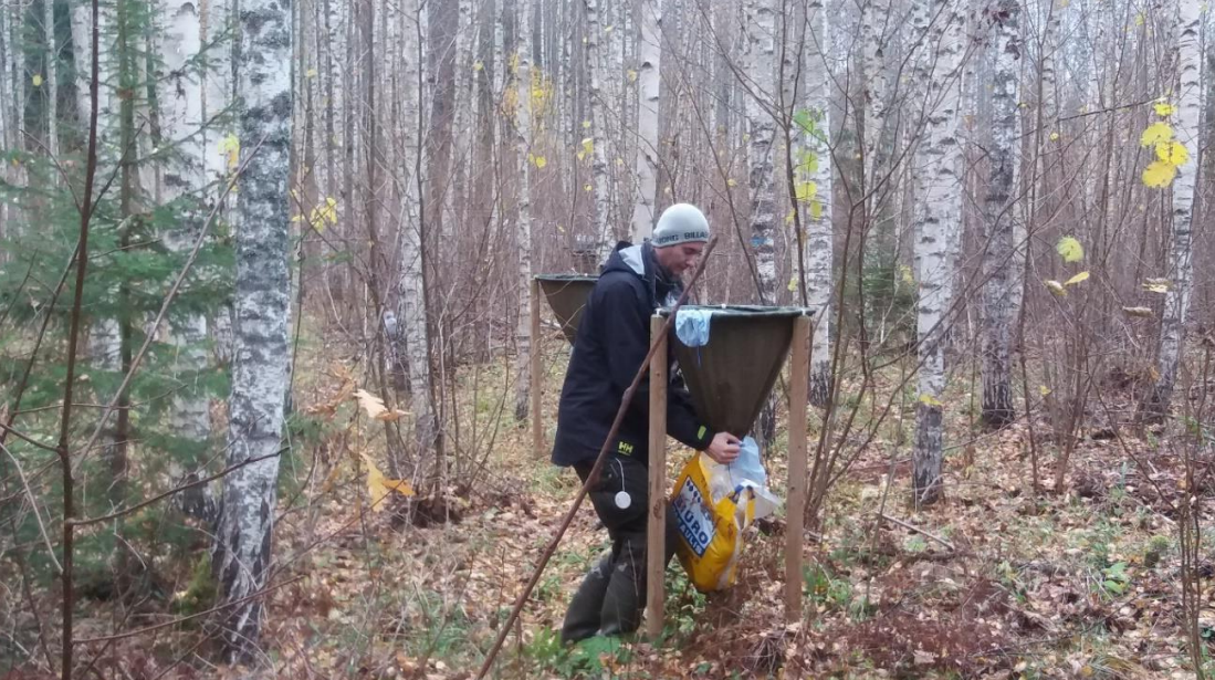 Metsavarise korjamine