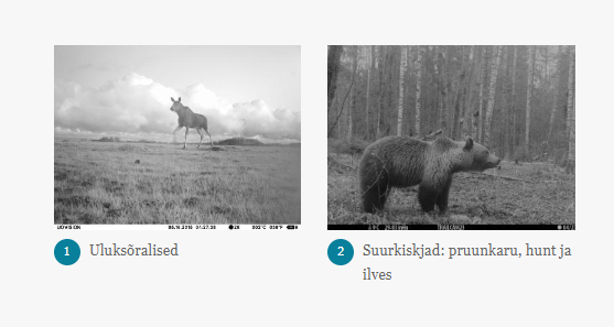 Mustvalged fotod põdrast luhal ja karust metsas.