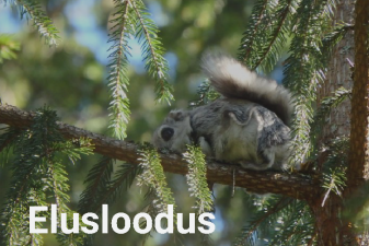 lendorav toimetamas puu otsas