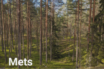 Männi- ja kuusemets